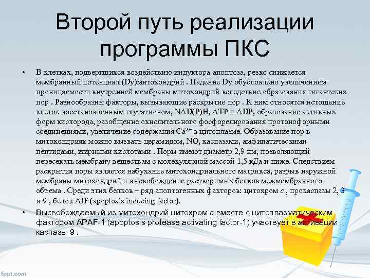 Второй путь реализации программы ПКС • • В клетках, подвергшихся воздействию индуктора апоптоза, резко