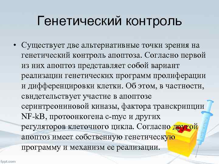 Генетический контроль • Существует две альтернативные точки зрения на генетический контроль апоптоза. Согласно первой