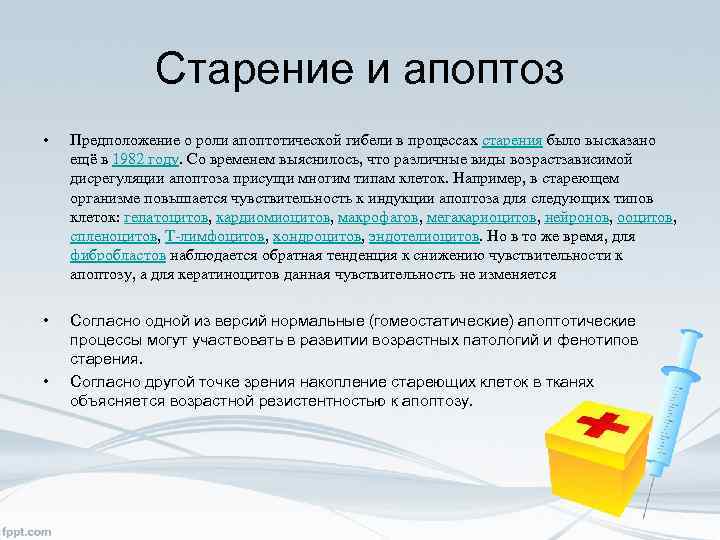 Старение и апоптоз • Предположение о роли апоптотической гибели в процессах старения было высказано