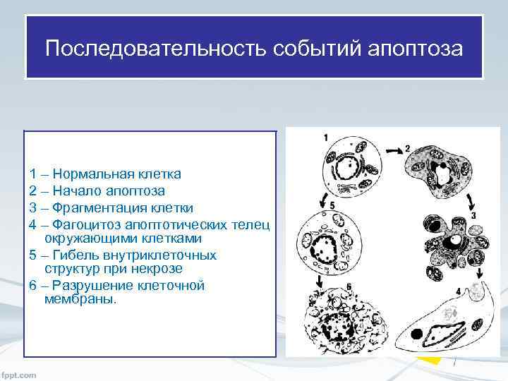 Последовательность событий апоптоза 1 – Нормальная клетка 2 – Начало апоптоза 3 – Фрагментация