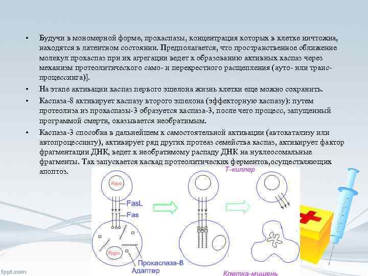  • • Будучи в мономерной форме, прокаспазы, концентрация которых в клетке ничтожна, находятся