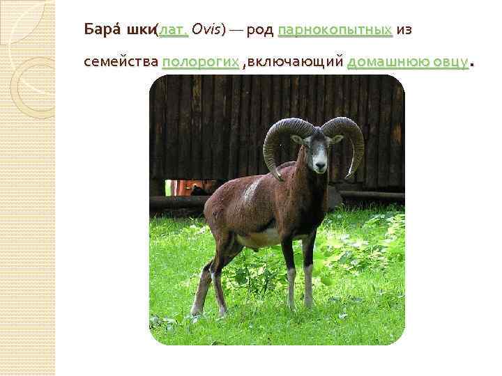 Бара шки лат. Ovis) — род парнокопытных из ( . семейства полорогих , включающий