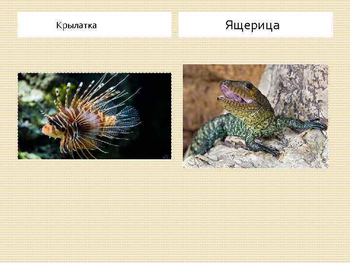  Крылатка Ящерица 