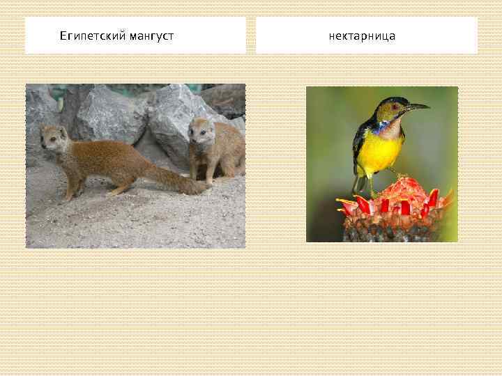  Египетский мангуст нектарница 