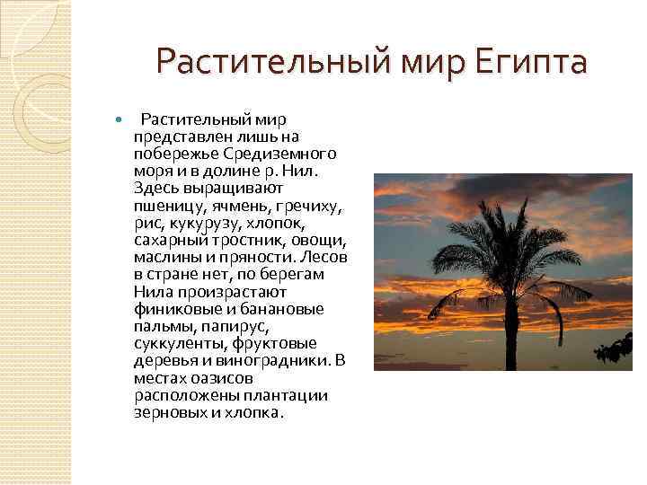  Растительный мир Египта Растительный мир представлен лишь на побережье Средиземного моря и в