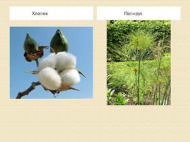  Хлопок Папирус 