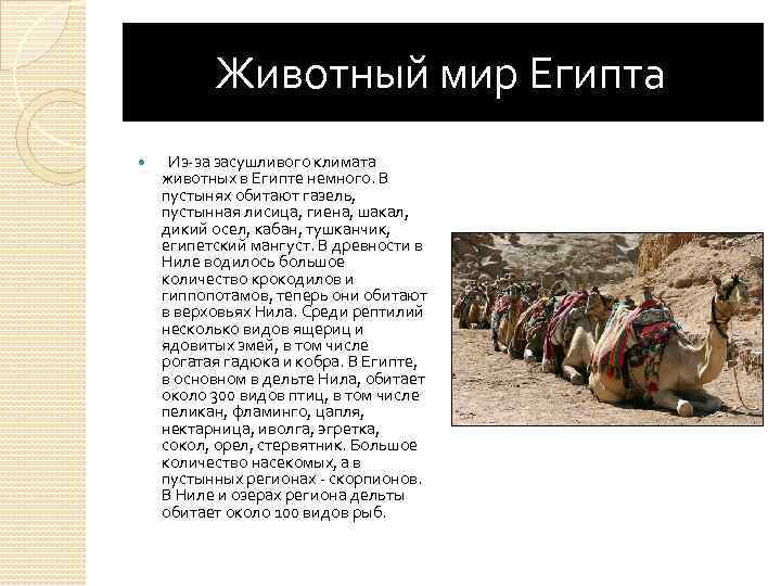  Животный мир Египта Из-за засушливого климата животных в Египте немного. В пустынях обитают