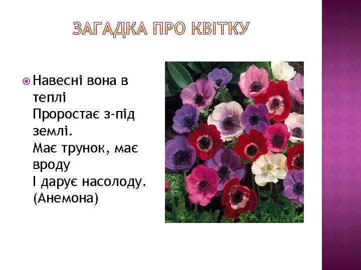  Навесні вона в теплі Проростає з-під землі. Має трунок, має вроду І дарує