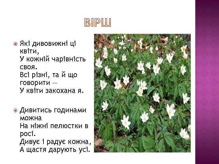  Які дивовижні ці квіти, У кожній чарівність своя. Всі різні, та й що