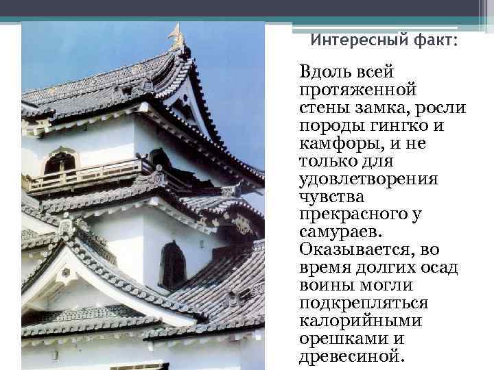 Интересный факт: Вдоль всей протяженной стены замка, росли породы гингко и камфоры, и не