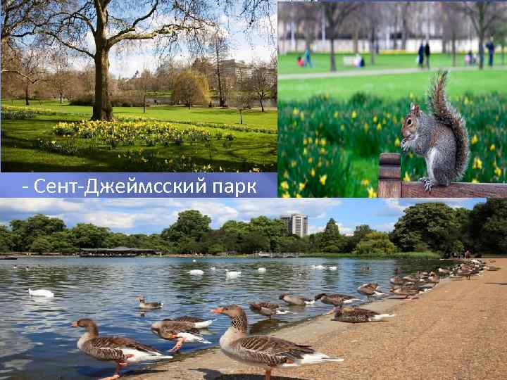 - Сент-Джеймсский парк 