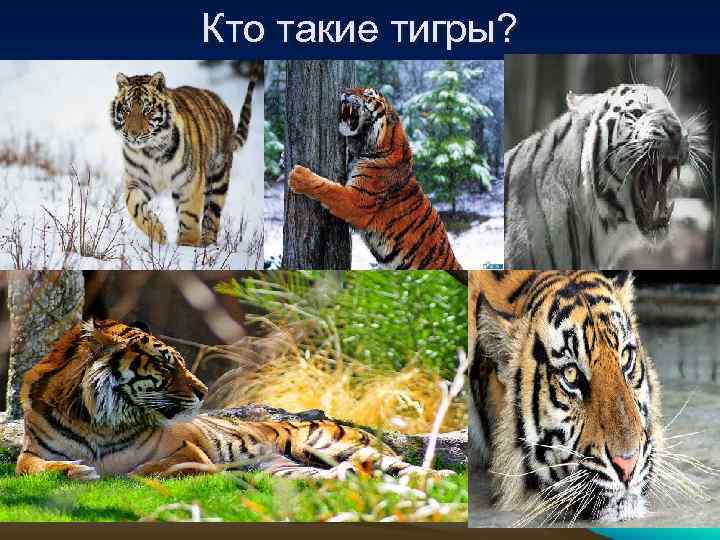 Кто такие тигры? 