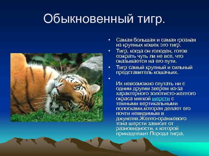 Обыкновенный тигр. • • Самая большая и самая грозная из крупных кошек это тигр.