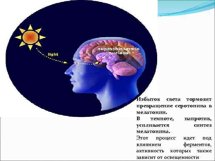 Избыток света тормозит превращение серотонина в мелатонин. В темноте, напротив, усиливается синтез мелатонина. Этот