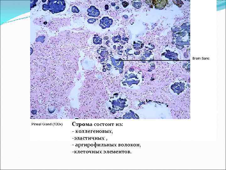 Строма состоит из: - коллегеновых, -эластичных , - аргирофильных волокон, -клеточных элементов. 