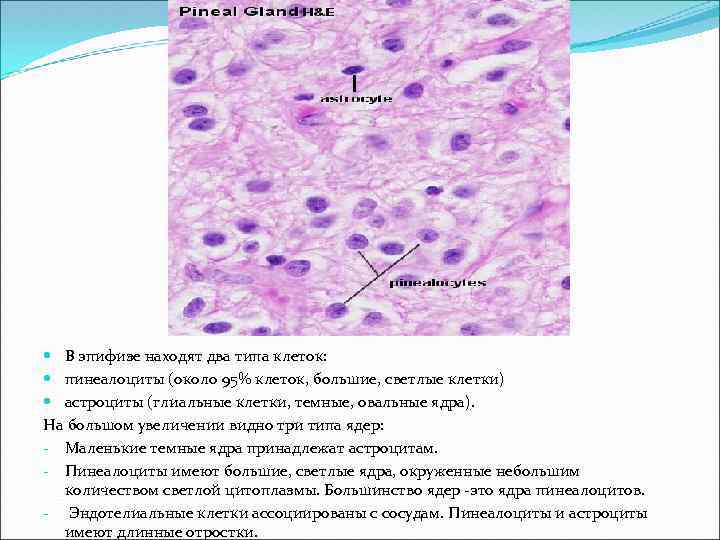  В эпифизе находят два типа клеток: пинеалоциты (около 95% клеток, большие, светлые клетки)
