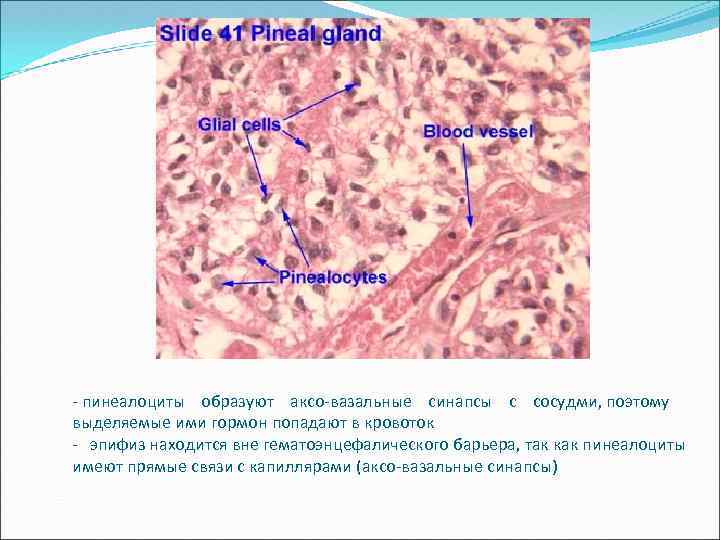 - пинеалоциты образуют аксо-вазальные синапсы с сосудми, поэтому выделяемые ими гормон попадают в кровоток