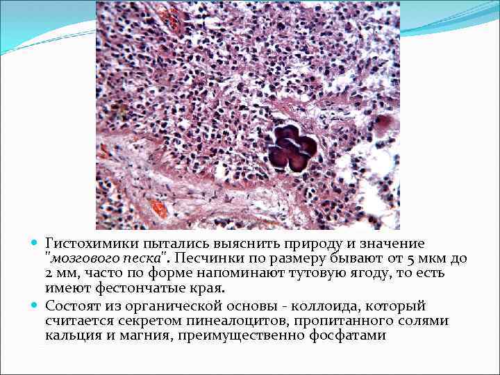  Гистохимики пытались выяснить природу и значение 