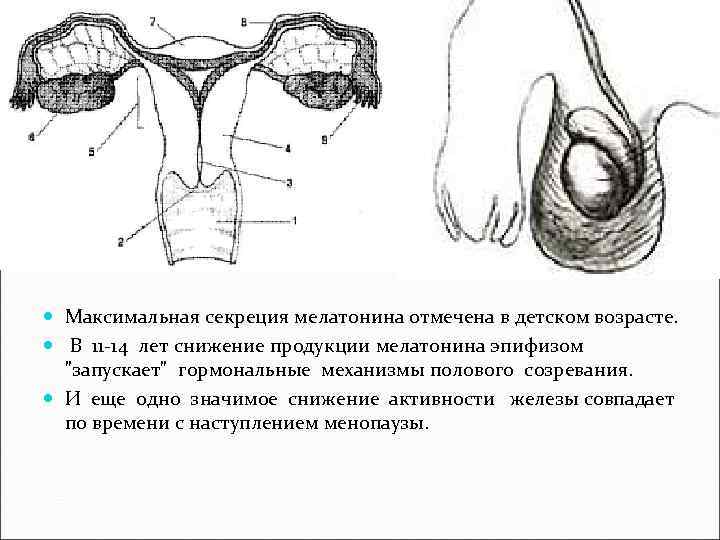  Максимальная секреция мелатонина отмечена в детском возрасте. В 11 -14 лет снижение продукции