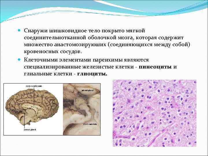  Снаружи шишковидное тело покрыто мягкой соединительнотканной оболочкой мозга, которая содержит множество анастомозируюших (соединяющихся