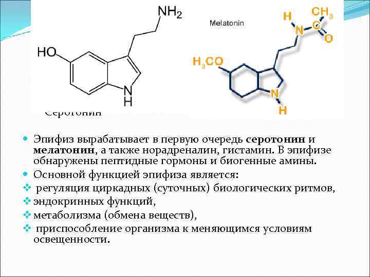  Серотонин Эпифиз вырабатывает в первую очередь серотонин и мелатонин, а также норадреналин, гистамин.