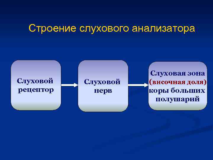 Строение слухового анализатора Слуховой рецептор Слуховой нерв Слуховая зона (височная доля) коры больших полушарий