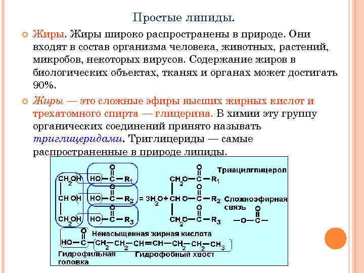 Простые липиды. Жиры широко распространены в природе. Они входят в состав организма человека, животных,