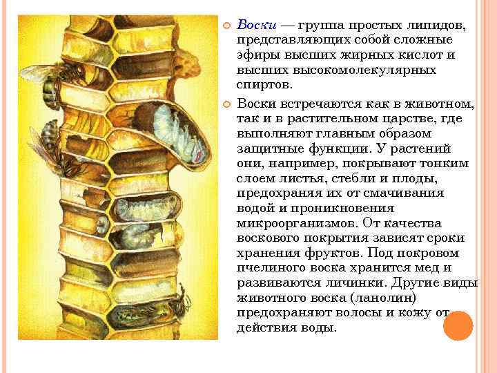  Воски — группа простых липидов, представляющих собой сложные эфиры высших жирных кислот и
