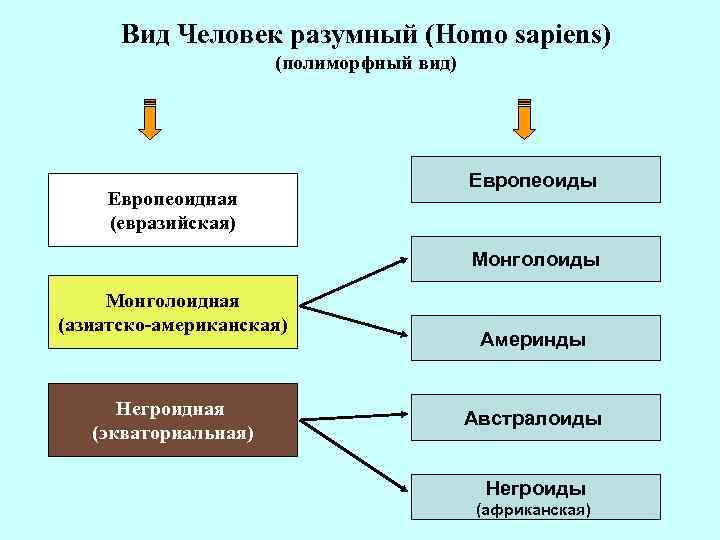 Вид Человек разумный (Homo sapiens) (полиморфный вид) Европеоидная (евразийская) Европеоиды Монголоидная (азиатско-американская) Негроидная (экваториальная)