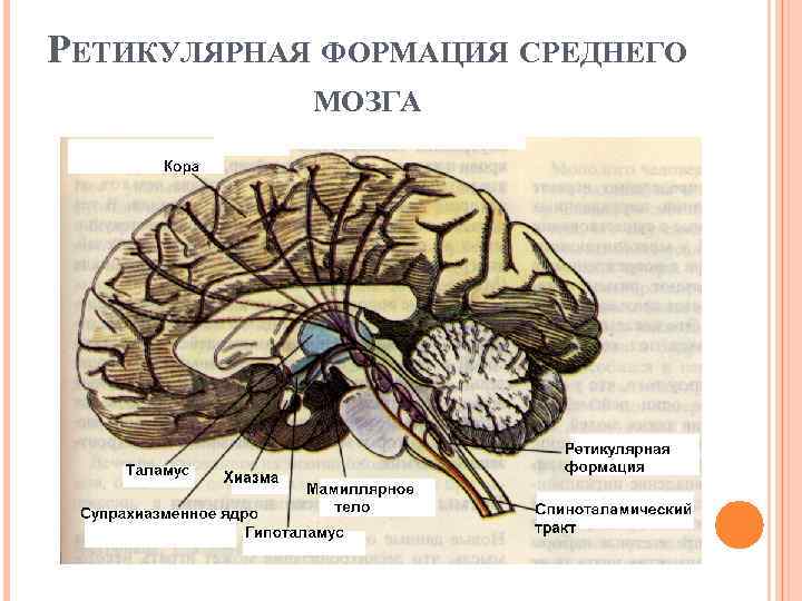 РЕТИКУЛЯРНАЯ ФОРМАЦИЯ СРЕДНЕГО МОЗГА 
