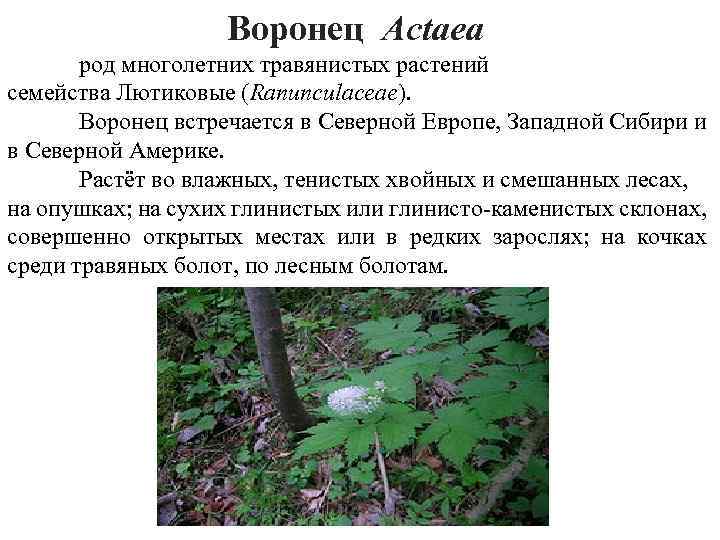 Воронец Actаea род многолетних травянистых растений семейства Лютиковые (Ranunculaceae). Воронец встречается в Северной Европе,