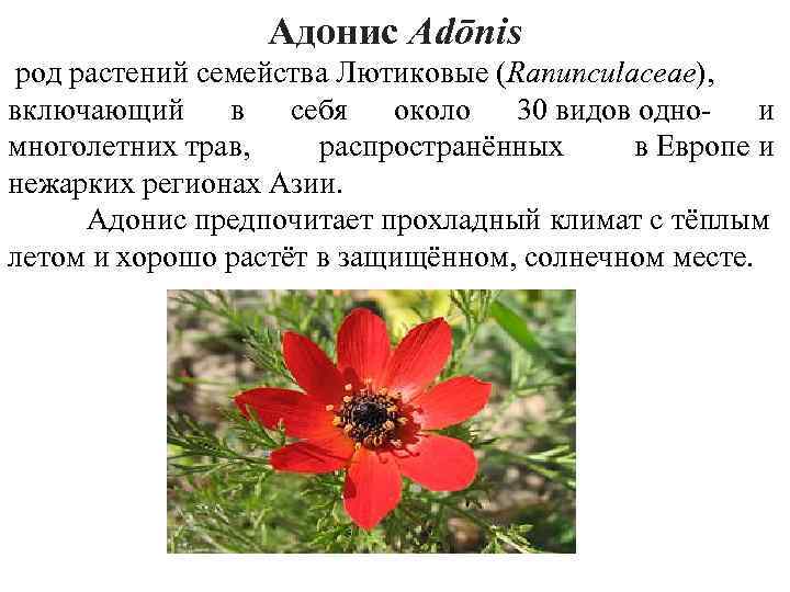 Адонис Adōnis род растений семейства Лютиковые (Ranunculaceae), включающий в себя около 30 видов одно-