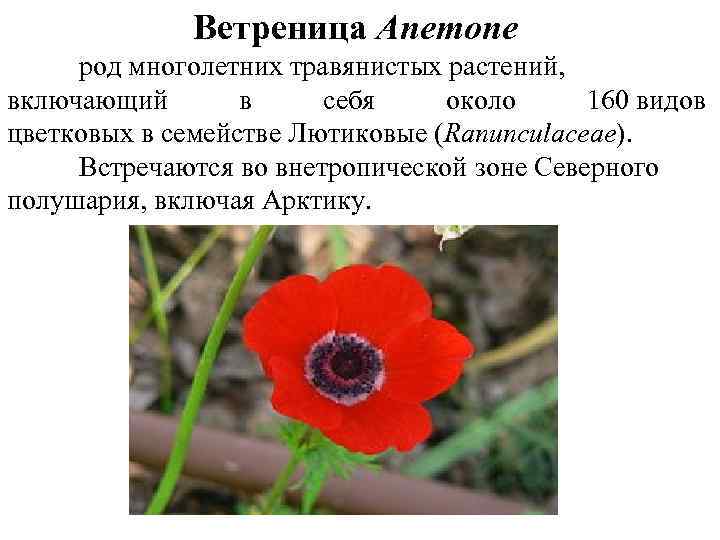 Ветреница Anemone род многолетних травянистых растений, включающий в себя около 160 видов цветковых в