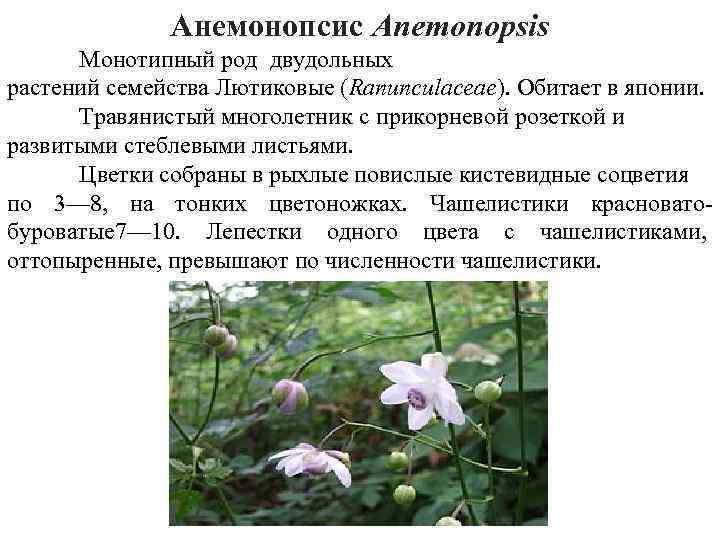 Анемонопсис Anemonopsis Монотипный род двудольных растений семейства Лютиковые (Ranunculaceae). Обитает в японии. Травянистый многолетник