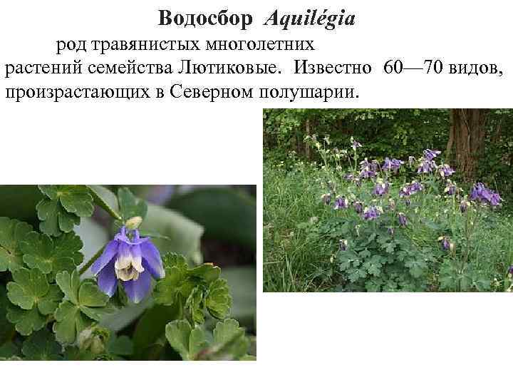 Водосбор Aquilégia род травянистых многолетних растений семейства Лютиковые. Известно 60— 70 видов, произрастающих в