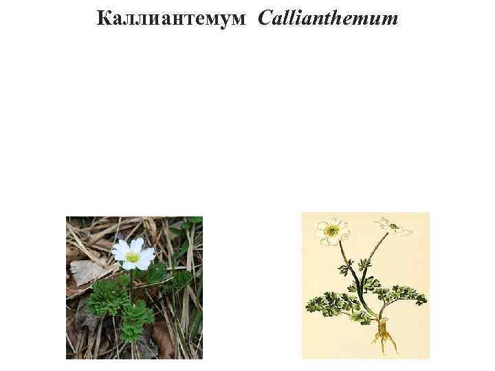 Каллиантемум Callianthemum 