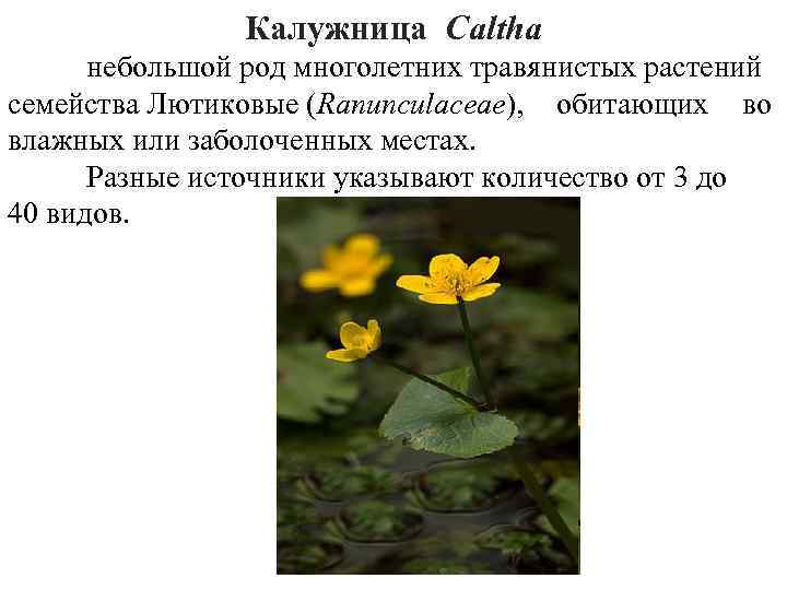 Калужница Cаltha небольшой род многолетних травянистых растений семейства Лютиковые (Ranunculaceae), обитающих во влажных или