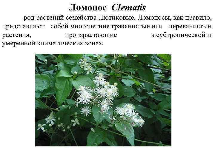 Ломонос Clеmatis род растений семейства Лютиковые. Ломоносы, как правило, представляют собой многолетние травянистые или