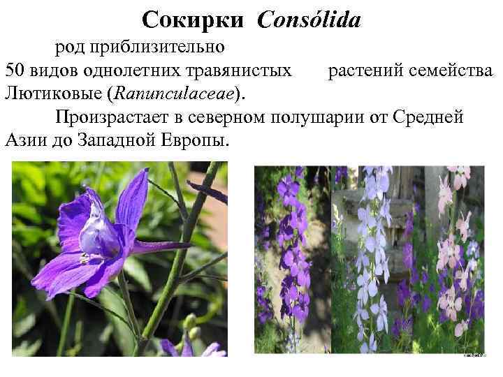 Сокирки Consólida род приблизительно 50 видов однолетних травянистых растений семейства Лютиковые (Ranunculaceae). Произрастает в