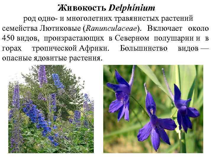 Живокость Delphínium род одно- и многолетних травянистых растений семейства Лютиковые (Ranunculaceae). Включает около 450