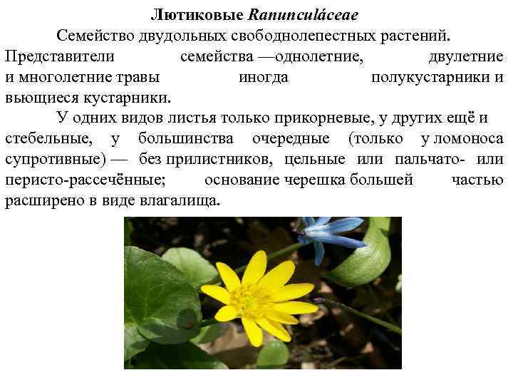 Лютиковые Ranunculáceae Семейство двудольных свободнолепестных растений. Представители семейства —однолетние, двулетние и многолетние травы иногда