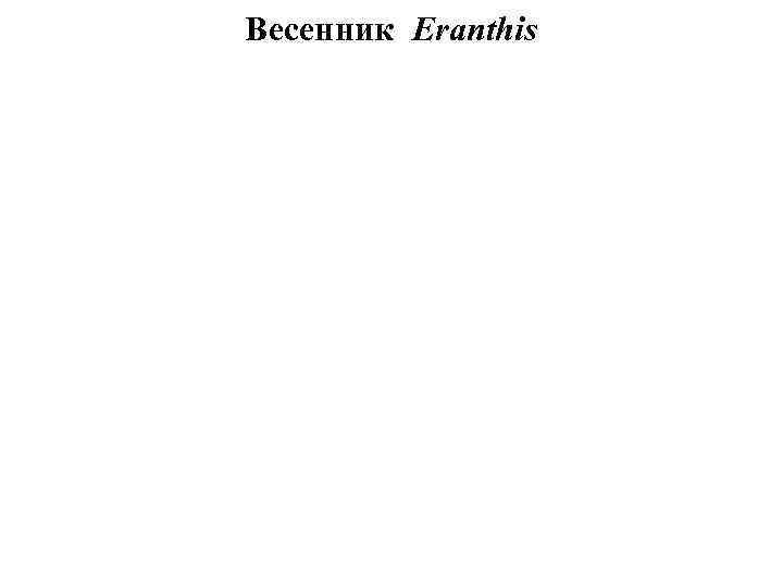 Весенник Eranthis 