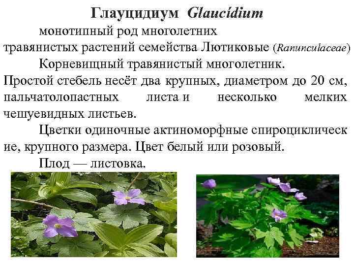 Глауцидиум Glaucídium монотипный род многолетних травянистых растений семейства Лютиковые (Ranunculaceae) Корневищный травянистый многолетник. Простой