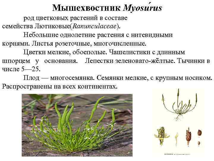Мышехвостник Myosu rus род цветковых растений в составе семейства Лютиковые(Ranunculaceae). Небольшие однолетние растения с