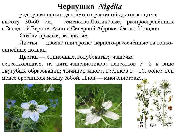  Чернушка Nigélla род травянистых однолетних растений достигающих в высоту 30 -60 см, семейства