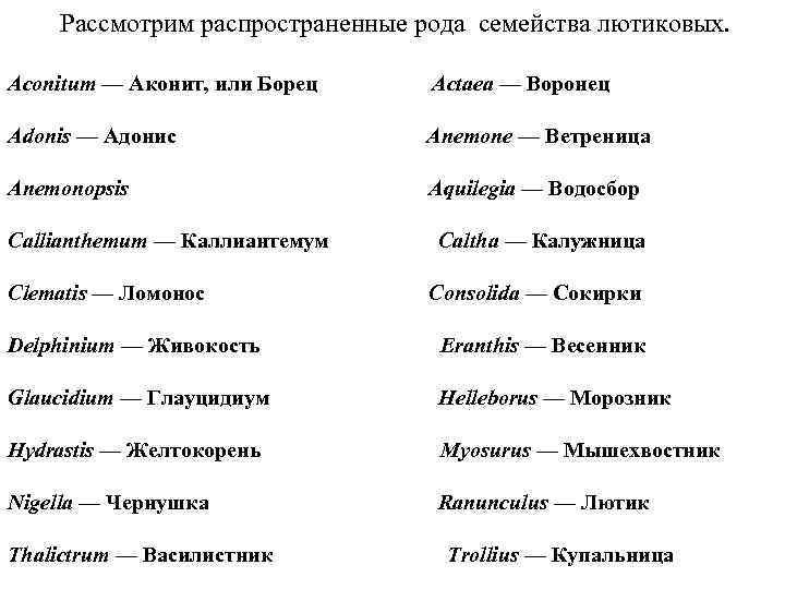  Рассмотрим распространенные рода семейства лютиковых. Aconitum — Аконит, или Борец Actaea — Воронец