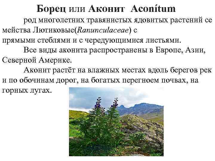 Борец или Аконит Acоnítum род многолетних травянистых ядовитых растений се мейства Лютиковые(Ranunculaceae) с прямыми