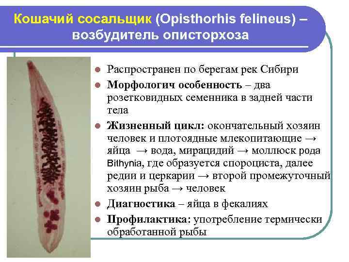 Кошачий сосальщик (Opisthorhis felineus) – возбудитель описторхоза l l l Распространен по берегам рек