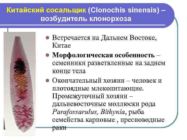 Китайский сосальщик (Clonochis sinensis) – возбудитель клонорхоза Встречается на Дальнем Востоке, Китае l Морфологическая