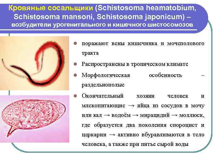 Кровяные сосальщики (Schistosoma heamatobium, Schistosoma mansoni, Schistosoma japonicum) – возбудители урогенитального и кишечного шистосомозов